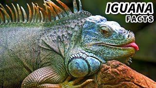 Green Iguana Facts aka the ORANGE IGUANA  Animal Fact Files [upl. by Borman]