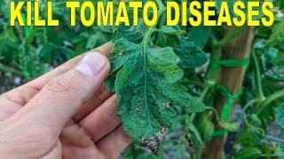 Eliminate Tomato Diseases Naturally With Hydrogen Peroxide And Copper [upl. by Braynard]