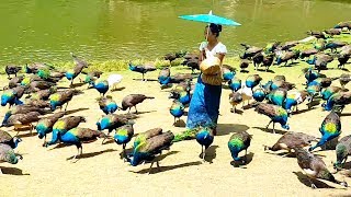 Peacock flying and peacock sound [upl. by Enak]