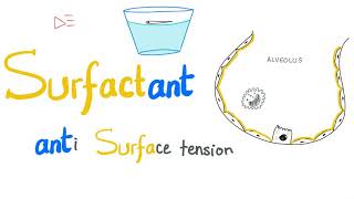 Lung Surfactant  Surface Tension  Alveoli  Type II Pneumocytes  NRDS  Physiology [upl. by Leikeze]