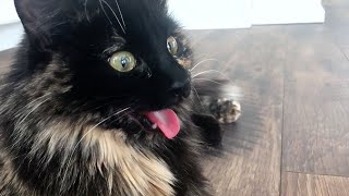 Cats Who Act Like Dogs A Compilation [upl. by Yeltnerb]