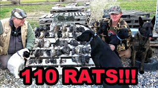 Rats DESTROYED by Mink and Dogs [upl. by Anceline]