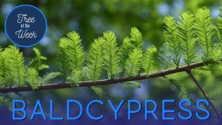 Tree of the Week Baldcypress [upl. by Xad]