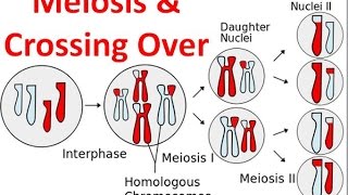 Meiosis amp Crossing Over [upl. by Amleht]