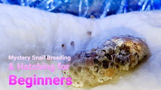 Mystery Snail Breeding amp Hatching for Beginners  Aquarium Breeding Tips [upl. by Forester]