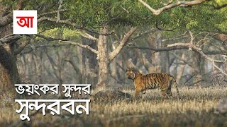 সুন্দর ভয়ংকর সুন্দরবন  সবচেয়ে বড় ম্যানগ্রোভ বন  আদ্যোপান্ত  Largest Mangrove Forest Sundarbans [upl. by Akiwak]