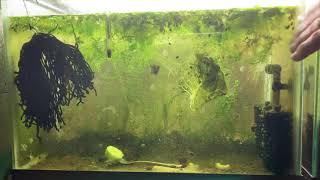 Scuds Daphnia Cherry Shrimp Copepods My aquatic food culture [upl. by Rafaelle]