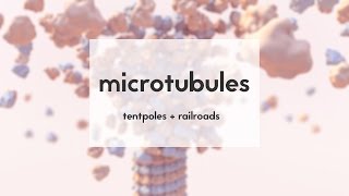 Microtubules tentpoles amp railroads [upl. by Novyad]