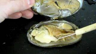 Bivalve Anatomy freshwater mussel [upl. by Rohpotsirhc]