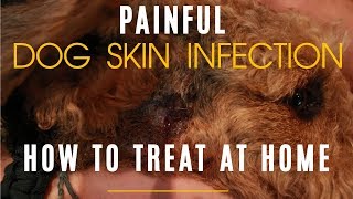 How To Properly Treat Dog Hot Spot At Home [upl. by Kruger887]