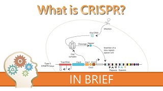 CRISPRCas9 editing made easy [upl. by Neyut493]