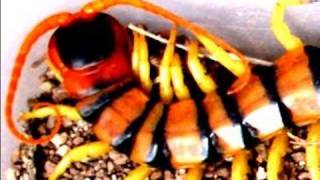 Scolopendra the dangerous centipede of Thailand [upl. by Anyr]