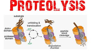 Proteolysis [upl. by Annaitsirhc]