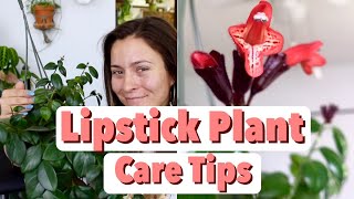 Lipstick Plant Care Tips amp Tricks  Lipstick Aeschynanthus Houseplant Care [upl. by Ojimmas]