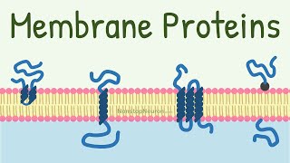 Membrane Proteins  DONT MISS the FUNCTIONS at 418 [upl. by Huntington]