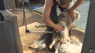 How to Shear  Shearing Merino sheep Fine Wool [upl. by Olnay]