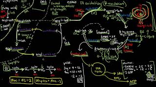 BIOCHEM 47  Fatty Acid Oxidation BetaOxidation [upl. by Skiest]