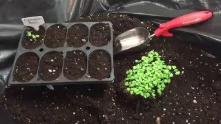 How to transplant seedlings from massplanted seed start trays [upl. by Audrye]