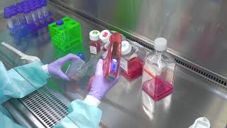 Passaging Cells Cell Culture Basics [upl. by Acissev775]