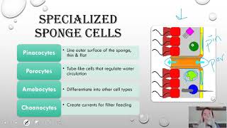 Phylum Porifera updated [upl. by Tatum]