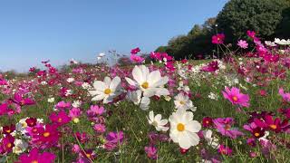 Koganei Park Koganeishi in late October（小金井公園） [upl. by Yla381]