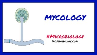 Introduction to Mycology  Microbiology [upl. by Aznofla]