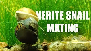 Nerite Snail MATING With Lymnae Peregra [upl. by Mayda]