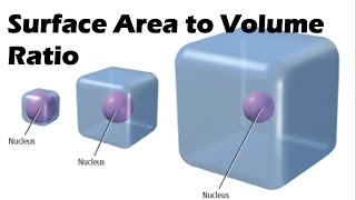 Surface Area to Volume Ratio [upl. by Assirrec]