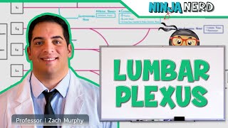 Neurology  Lumbar Plexus [upl. by Amsirahc]