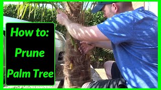 How to Prune  Cut  Maintain Palm Tree Leaves [upl. by Anirbak928]