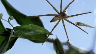 This Terrifying Spider Hunts Fish Underwater [upl. by Amluz]