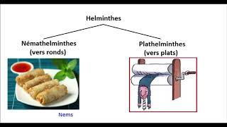 Helminthes Nemathelminthes et Plathelminthes  expliqués résumés [upl. by Wycoff]