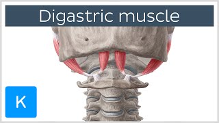 Digastric muscle  Origin Insertion Innervation amp Function  Anatomy  Kenhub [upl. by Gschu]