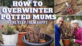 How to Easily Overwinter Your Potted Mums [upl. by Ahtael]