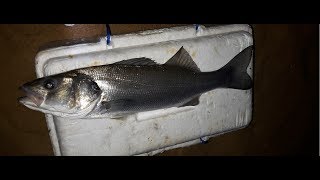 PESCA SURFCASTING LUBINA CEBOS APAREJOS PLOMOS [upl. by Belamy]