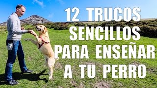 Adiestramiento Canino  12 TRUCOS para Enseñar a tu Perro [upl. by Aldus]