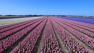 Dutch flower fields near Keukenhof The Netherlands drone footage [upl. by Anailli]