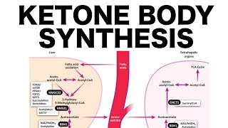 Ketone Body Synthesis [upl. by Madelle]