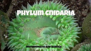 Phylum CnidariaCharacteristics and Examples [upl. by Uball]