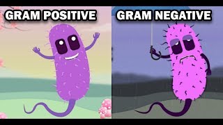 GRAM POSITIVE VS GRAM NEGATIVE BACTERIA [upl. by Devondra452]