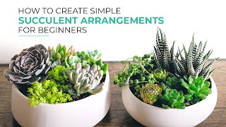 Simple Ways to Make Beautiful Succulent Arrangements for Beginners [upl. by Ainatit]