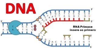 Replicação do DNA [upl. by Russel]