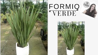 FORMIO VERDE PHORMIUM TENAX [upl. by Mialliw]