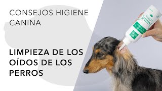 LIMPIEZA DE LOS OÍDOS DE LOS PERROS [upl. by Lienahs]