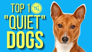 Top 10 Dogs That Dont Bark  Barkless Dog Breeds [upl. by Hgieloj]