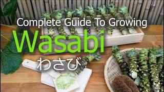 How To Grow Wasabi  Seeds  Seedlings  Harvest  Propagate [upl. by Nilkoorb]