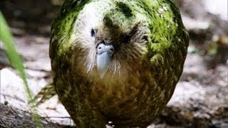 Kakapo Flightless Parrot  Benedict Cumberbatch  BBC Earth [upl. by Bunce]