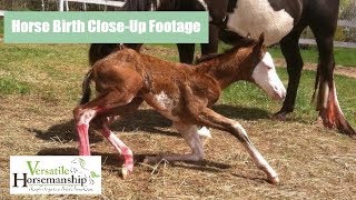 Horse Birth Close up footage  Versatile Horsemanship [upl. by Nelra25]