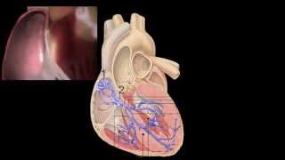 Corazón Anatomía y Fisiología [upl. by Georges]