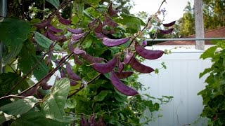 How to grow Hyacinth bean [upl. by Ardnosal]